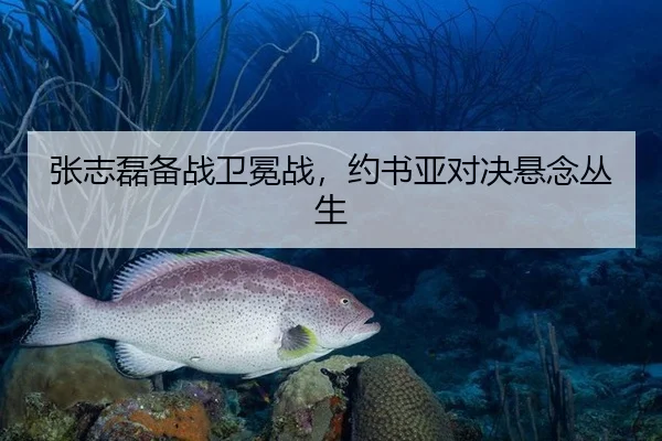 张志磊备战卫冕战，约书亚对决悬念丛生